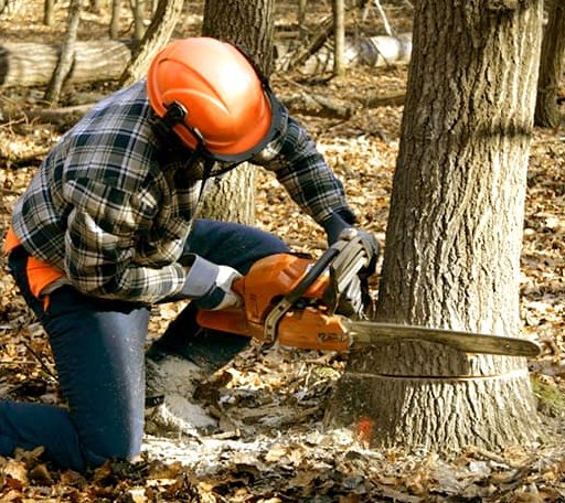 Tree Removal in Stovall, NC